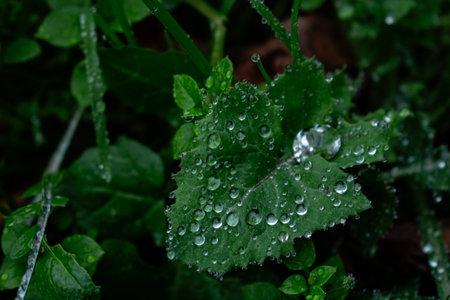Drops of dew on green big dandelion leaf and other grass in forestの写真素材