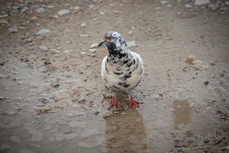 White and grey speckled pigeon standing in front of a rain puddle thinking to drink some waterの写真素材
