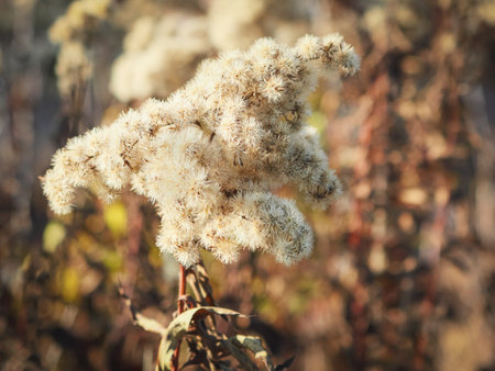 Closeup of autumnal white fuzzy dead goldenrod flowers with sunlight lighting and golden autumnal backgroundの写真素材