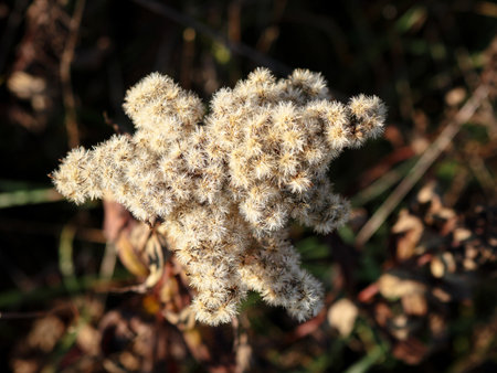 Closeup of autumnal white fuzzy goldenrod flowers with sunset lighting and dark autumn leaves on...