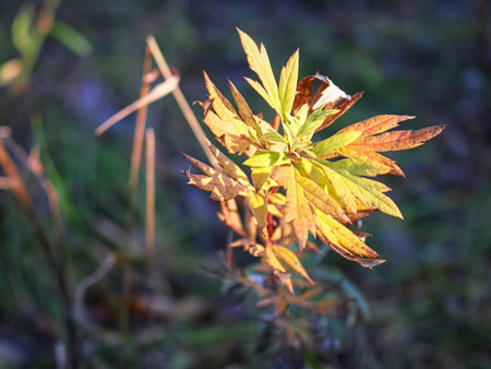 Light yellow and orange young in bright sunlight on forest carpet blurry background top down viewの写真素材