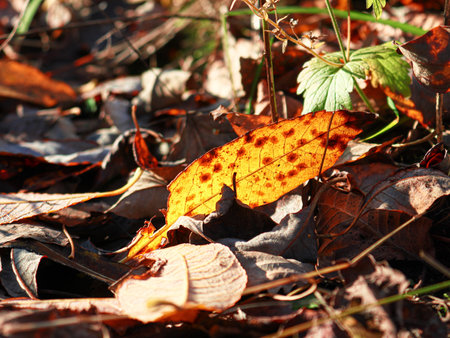 Yellow elder leaf with spots in sunlight lying on brown dry autumn leaves carpetの写真素材