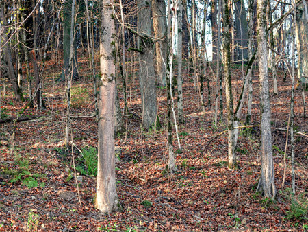 Tall trees of spring forest with old brown dry leaves carpet on the groundの写真素材