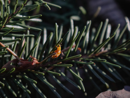 Pine tree branch with needles and golden ladybird beetle on it dark backgroundの写真素材