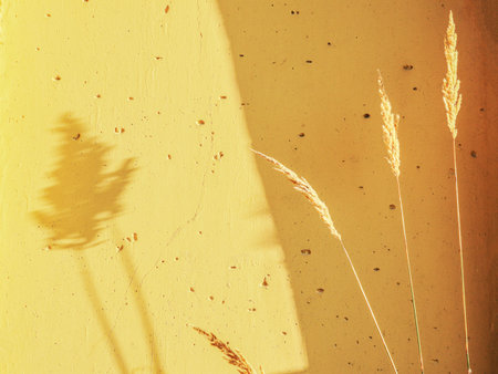 Beautiful yellow fluffy rabbit tail reeds growing near yellow wall and casting artistic shadows in sunlightの写真素材