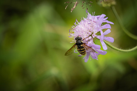 Wild purple flower with a bee sitting on it in a meadow in nature in summer close-up macro side view...