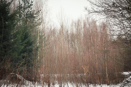 Early spring time scene in forest with many thin leafless trees and some green pines on the sideの写真素材