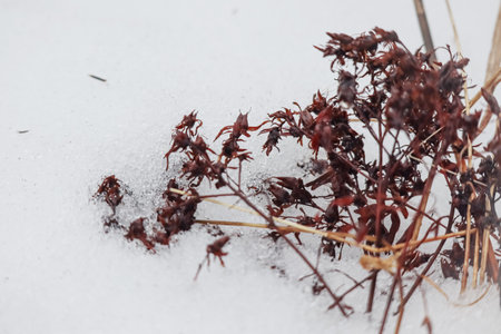 Delicate dry brown weed with buds on snow bokeh backgroundの写真素材