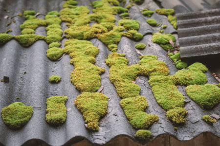 Wet green fluffy moss with orange buds on the gray slate roofの写真素材
