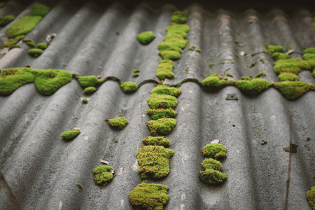 Wet green fluffy moss with orange buds on the dark gray slate roof forming a crossの写真素材