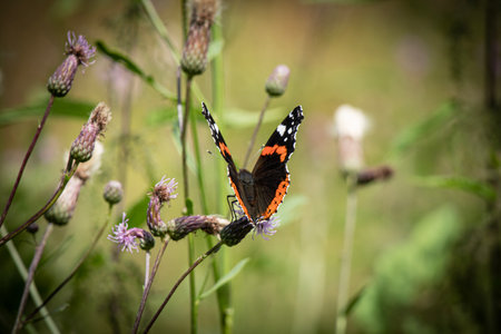 European peackock butterfly with half closed wings sitting on thistle flower in green meadow in summer with blurred backgroundの写真素材