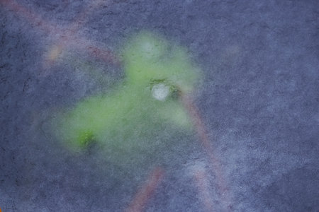 Water lily leaf under a fresh frozen surface of ice of dark lake water
