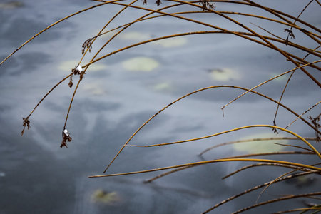 Beautiful reeds with buds on a tip of stem bending over frozen lake water in winter seasonの写真素材