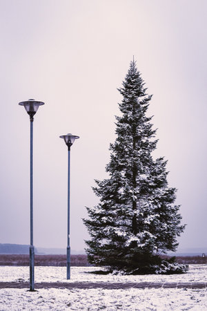 Tall pine tree on town square with two street lights and visible lake view on the backgroundの写真素材