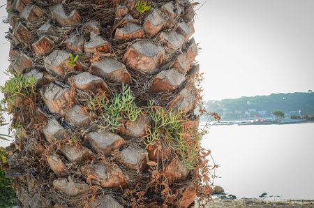 Palm tree trunk surface texture in detail with some greenery growing between bark pieces and the sea on the backgroundの写真素材