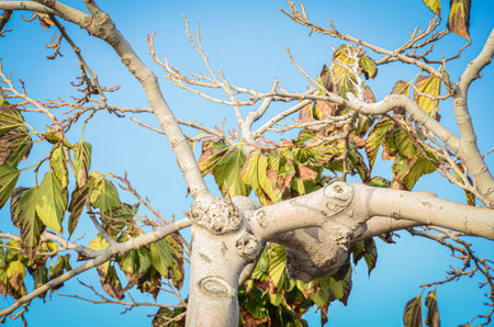 Single unusual tree with twisted branches and green leaves as well as new buds against blue sky...