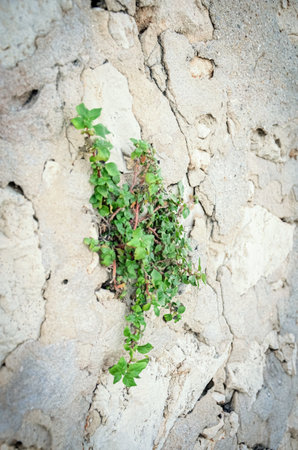 Plant growing on bare rocks on a rocky shore near the sea in French Rivieraの写真素材