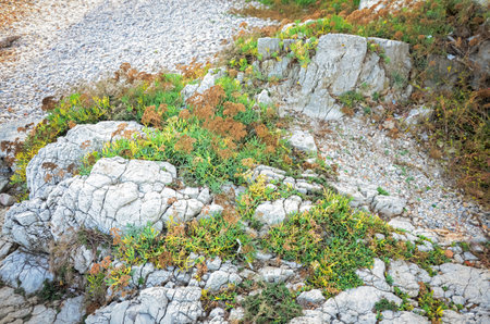 Succulent growing on rocks on an alpine path in French Rivieraの写真素材