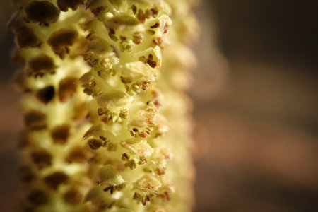 Close up of birch seeds on sunny spring day macro shot with blurry bokeh backgroundの写真素材