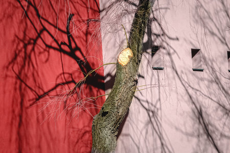 The shadow of a tree falls on the white wall of the buildingの写真素材