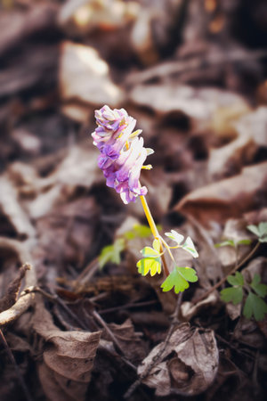 A petite purple flower blooms on a terrestrial plant, emerging from the soil. This herbaceous...