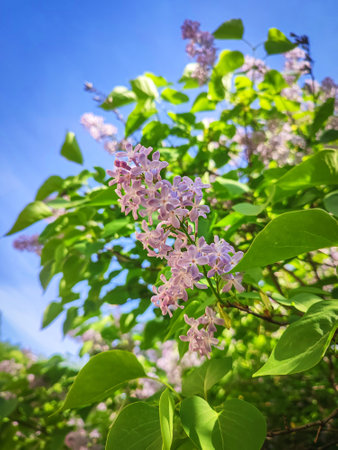 Purple lilac branches isolated on blue sky background on sunny dayの写真素材