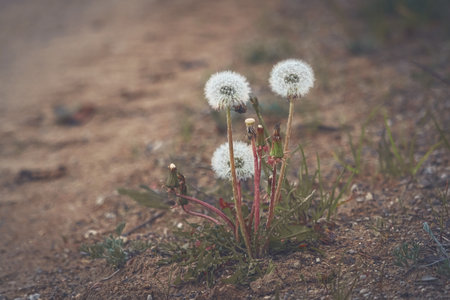Dandelions snuggled growing in wet sand of the road with white heads and some closed buds in sepia...