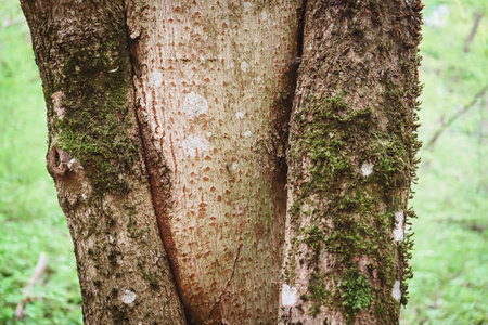 Tree trunk texture of open bark showing naked tree with blurred green forest backgroundの写真素材