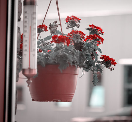 Red verbena blooming outdoors in hanging plastic basket near window with thermometer in late springの写真素材