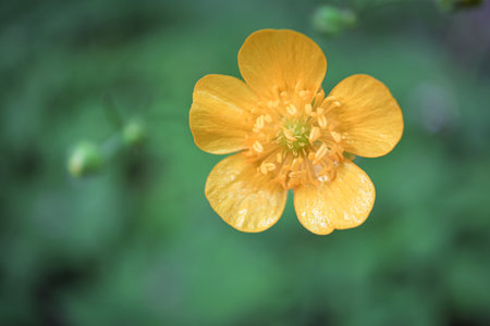 Big yellow open buttercup flower with details on green blurred backgroundの写真素材