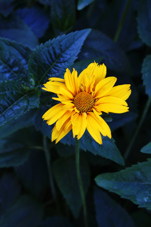 Heliopsis helianthoide, Tuscan Sun False Sunflower center on dark leafy background