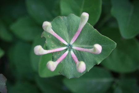 Japanese honeysuckle Lonicera caprifolium closed white flowers on green leafy backgroundの写真素材