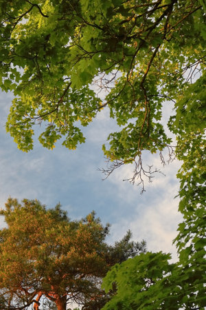 Sunset light on tree branches in autumn with visible orange leaves and green leaves in front of itの写真素材