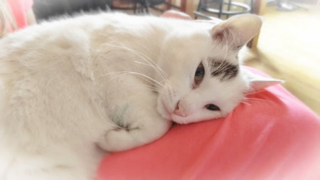 A cute white cat with dark ears and pink nose lying down and relaxing on a pink lapの写真素材