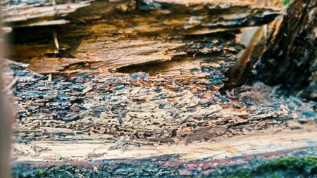 Texture inside a tree trunk, wood decay, full width backdropの写真素材