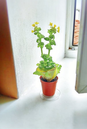 Weird flowering lettuce regrowing in a plastic pot indoors standing on a white window sill with open windowの写真素材