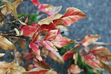 Japanese Maple branch in autumn with red vibrant leaves over a paved roadの写真素材