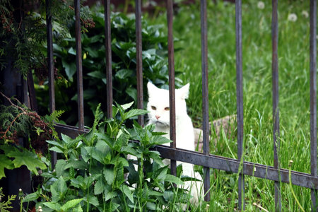 Juicy nettle grass and a white furry cat looking at it behind an iron fence not in focusの写真素材