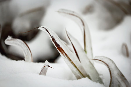 Ice covered grass curved over the ground with frozen thick layer of ice surrounded by snow with visible ice texture insideの写真素材