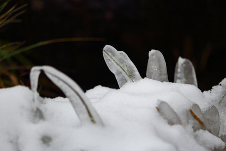 Ice covered grass hovering over a snow with frozen thick layer of ice with visible ice texture insideの写真素材