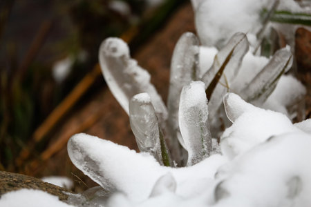 Ice covered green grass with snow near dark reeds on a lake bank in freezing cold winter
