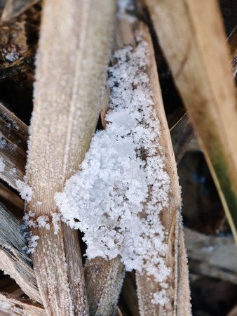 Snow patch on the reed leaves with dark holes in warm winter weather, hay and fluffy snow backdropの写真素材