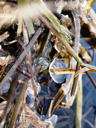 Reed plant stems in the water with a little frozen piece of ice. Nature winter background on a lake.の写真素材