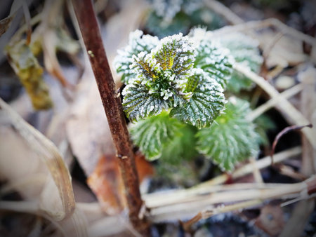 Green plant under dry grass and covered in frostの写真素材
