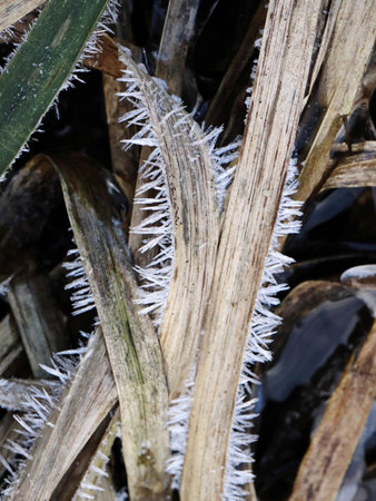 Reed Grass with Ice Spikes, Shaggy Snow Feathersの写真素材