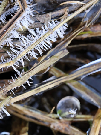 Spiky Ice Thorns and an Ice Drop on Brown Reed Leavesの写真素材