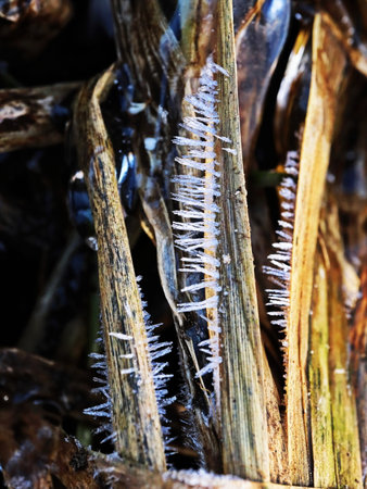 Sharp, crystalline ice spikes growing along the edges of brown reed leaves, creating a striking winter texture. A detailed close-up of shaggy thorns on vertical leaves.の写真素材