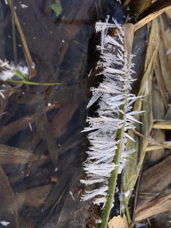 Detailed Close-up of Shaggy Ice Spikes on Vertical Reed Leaves Forming a Featherの写真素材
