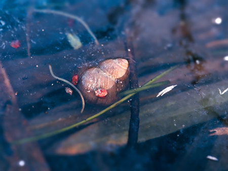 Snail shell stuck in frozen in water of lake in cold winter day with tiny pieces of leavesの写真素材