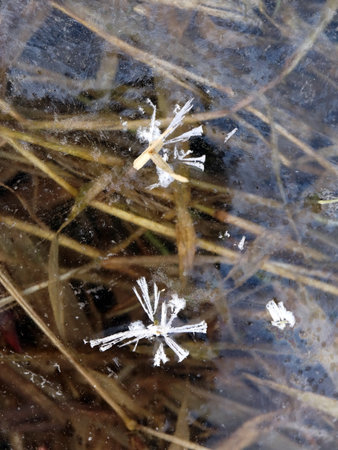 Two frost Flowers on Thick Ice Surface of a Lake Water with Brown Long Reed Leaves Under Itの写真素材